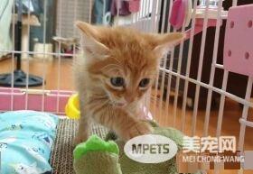 霸王猫在家爆气顶嘴 外出躲进外套折手手泛泪