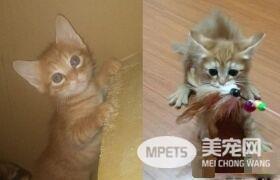 霸王猫在家爆气顶嘴 外出躲进外套折手手泛泪