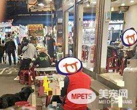 黑狗沿桌讨饭超专业 吃完一轮再重头来过