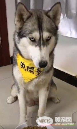 主人拿掉幻像鸡腿 汪汪瞬间从天堂掉到地狱