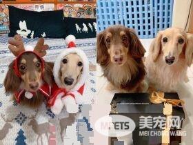 汪门口设黄金陷阱 把拔开门：画面像巧克力抹吐司