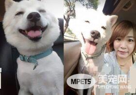 爱就是不离不弃 流浪狗跟新娘一起嫁出去了