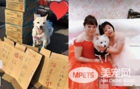 爱就是不离不弃 流浪狗跟新娘一起嫁出去了