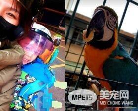 儿子生日送他一份小惊喜 立刻派出爱鸟护送到教室