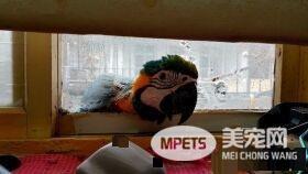 儿子生日送他一份小惊喜 立刻派出爱鸟护送到教室