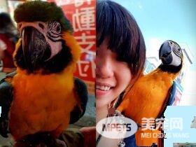 儿子生日送他一份小惊喜 立刻派出爱鸟护送到教室