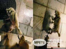 阿金从不愿意被狗碰 变成会保护弟弟的暖姐姐