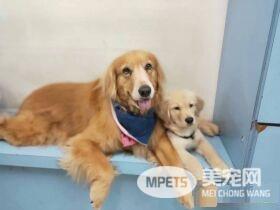 阿金从不愿意被狗碰 变成会保护弟弟的暖姐姐