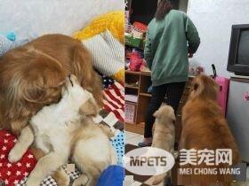阿金从不愿意被狗碰 变成会保护弟弟的暖姐姐