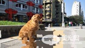 阿金从不愿意被狗碰 变成会保护弟弟的暖姐姐