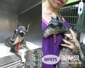 浪汪下颚断裂腐烂 连吃进一颗饲料都是难事