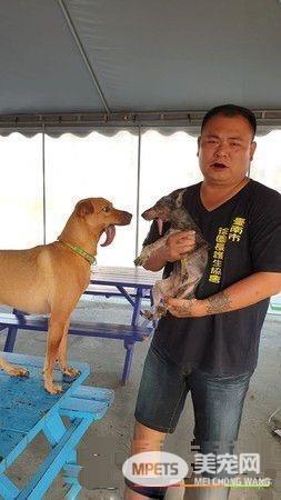 浪汪下颚断裂腐烂 连吃进一颗饲料都是难事