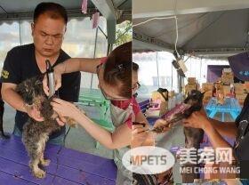 浪汪下颚断裂腐烂 连吃进一颗饲料都是难事