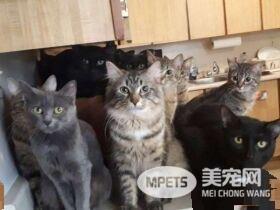 妇人因缺乏结扎的观念 整间房被120只猫咪淹没