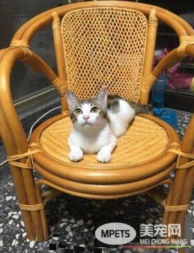 猫咪察觉爷爷有异 反常尖叫让爷爷黄金时期获抢救