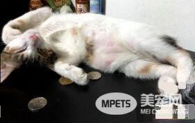 猫咪察觉爷爷有异 反常尖叫让爷爷黄金时期获抢救