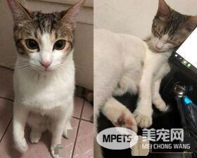 猫咪察觉爷爷有异 反常尖叫让爷爷黄金时期获抢救