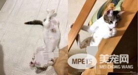 猫咪察觉爷爷有异 反常尖叫让爷爷黄金时期获抢救