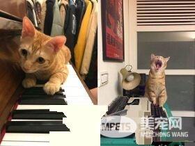 萌喵从小有吃奶嘴习惯 睡觉前抱尾巴吸吮到毛湿