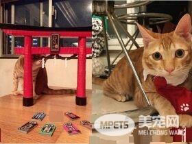 萌喵从小有吃奶嘴习惯 睡觉前抱尾巴吸吮到毛湿