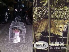 萌喵从小有吃奶嘴习惯 睡觉前抱尾巴吸吮到毛湿