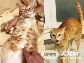 萌喵从小有吃奶嘴习惯 睡觉前抱尾巴吸吮到毛湿