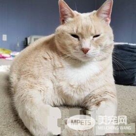爱猫情侣想收养第三只猫 意外被一只橘喵吉拉吸引