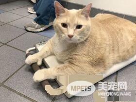 爱猫情侣想收养第三只猫 意外被一只橘喵吉拉吸引