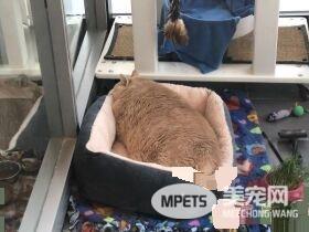 爱猫情侣想收养第三只猫 意外被一只橘喵吉拉吸引