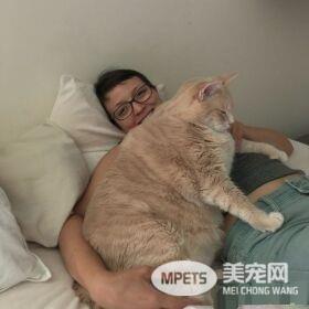 爱猫情侣想收养第三只猫 意外被一只橘喵吉拉吸引