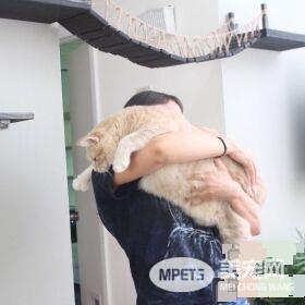 爱猫情侣想收养第三只猫 意外被一只橘喵吉拉吸引