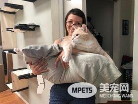 爱猫情侣想收养第三只猫 意外被一只橘喵吉拉吸引