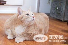 爱猫情侣想收养第三只猫 意外被一只橘喵吉拉吸引