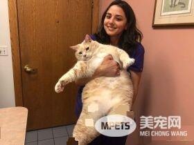 爱猫情侣想收养第三只猫 意外被一只橘喵吉拉吸引