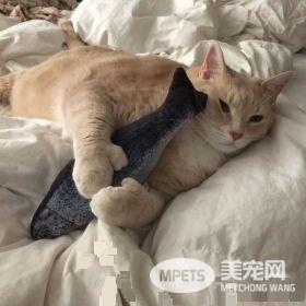 爱猫情侣想收养第三只猫 意外被一只橘喵吉拉吸引