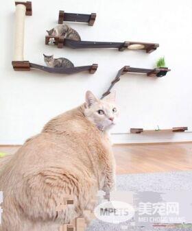爱猫情侣想收养第三只猫 意外被一只橘喵吉拉吸引