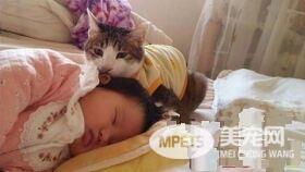 喵星人当哥哥陪伴妹妹睡觉 超温暖的画面