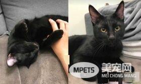 黑猫自己开柜子找寻罐罐痕迹 咦?罐罐在哪咧
