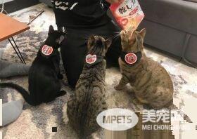 黑猫自己开柜子找寻罐罐痕迹 咦?罐罐在哪咧