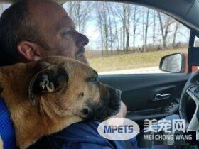 男子下车尿尿 回车发现来了一只不速之狗
