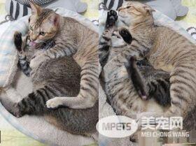 以前的三条街的街猫老大 现在被弟弟霸凌热情舔毛
