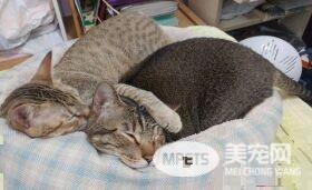 以前的三条街的街猫老大 现在被弟弟霸凌热情舔毛