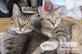 以前的三条街的街猫老大 现在被弟弟霸凌热情舔毛