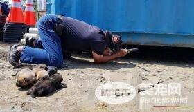 超伟大母爱！狗妈妈为救小孩不惜肉身挡车