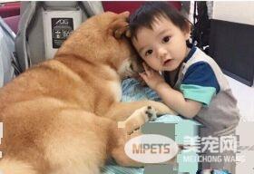 啊柴每晚都要霸占床位 和人类弟弟一起牵手入睡