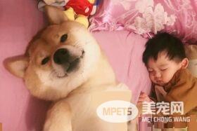 啊柴每晚都要霸占床位 和人类弟弟一起牵手入睡