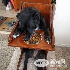 汪因肌肉无力症消化困难 主人亲提别制进食椅