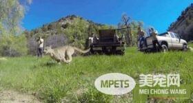 这猫咪好像有点大只 原来竟是货真价实的美洲狮