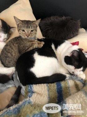 患水脑症虎斑猫永远长不大 却有超特别的疗癒力