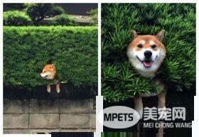 憨柴灿笑卡灌木丛中看风景 无奈表情盯镜头求救